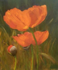 Poppies in Bloom 2008