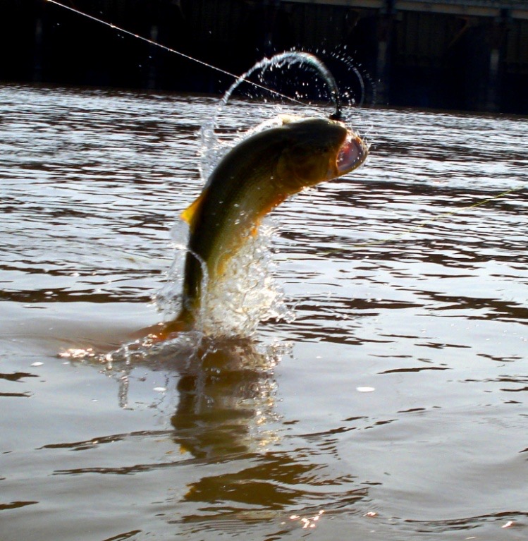The Catch on the Davidson River, NC The Catch on the Davidson River, NC